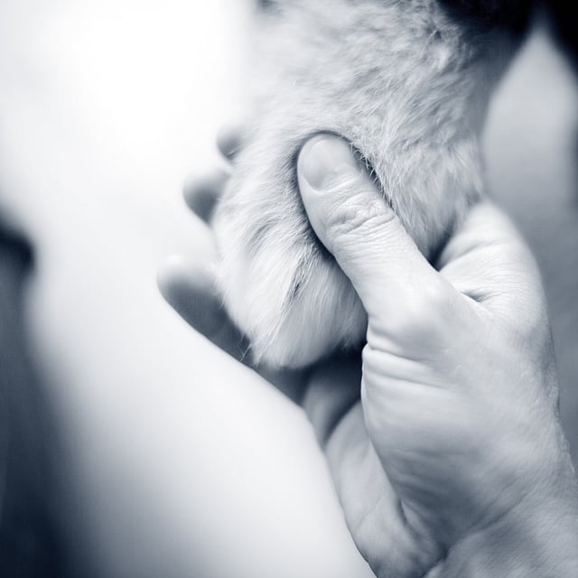 Una persona che tiene una zampa di un gatto.