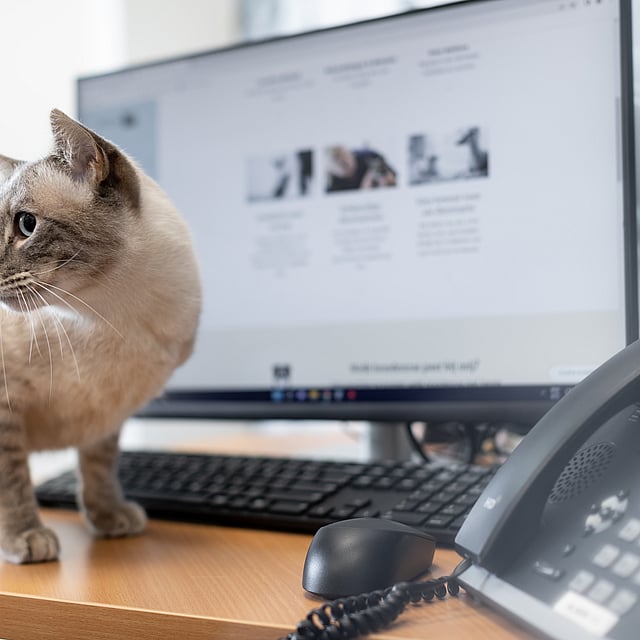 Un gatto in piedi su una scrivania.