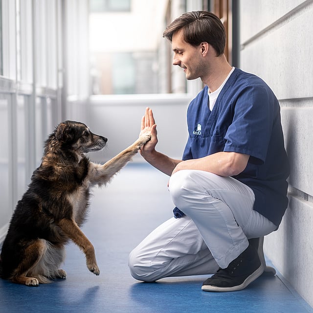 Una persona e un cane batti il cinque.