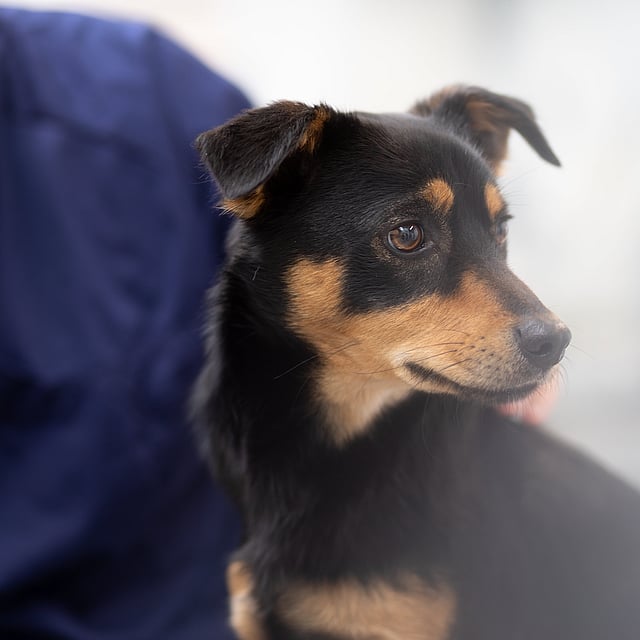 Un cane seduto davanti a una persona.
