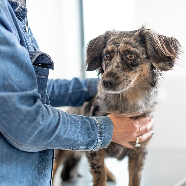 Una persona che tiene in braccio un cane.