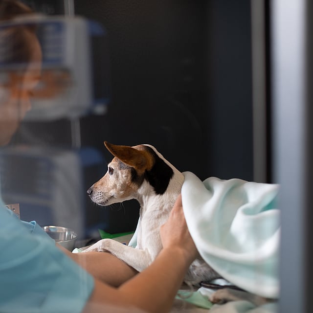 Una persona che tiene in braccio un cane.