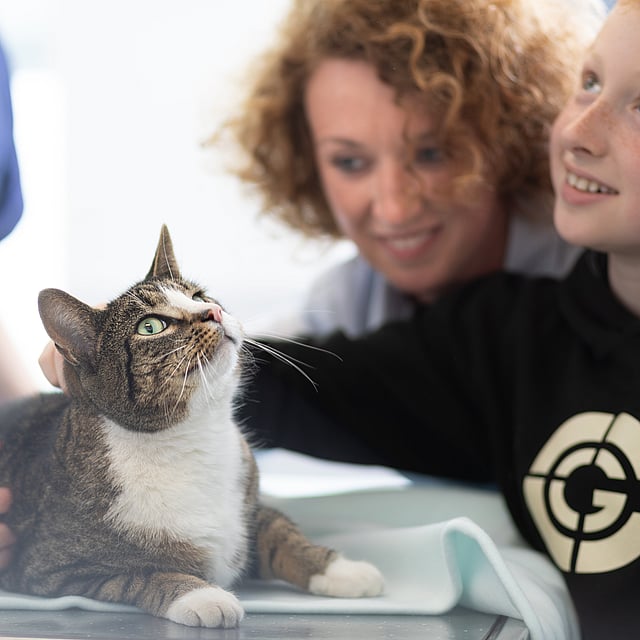 Una persona che accarezza un gatto.