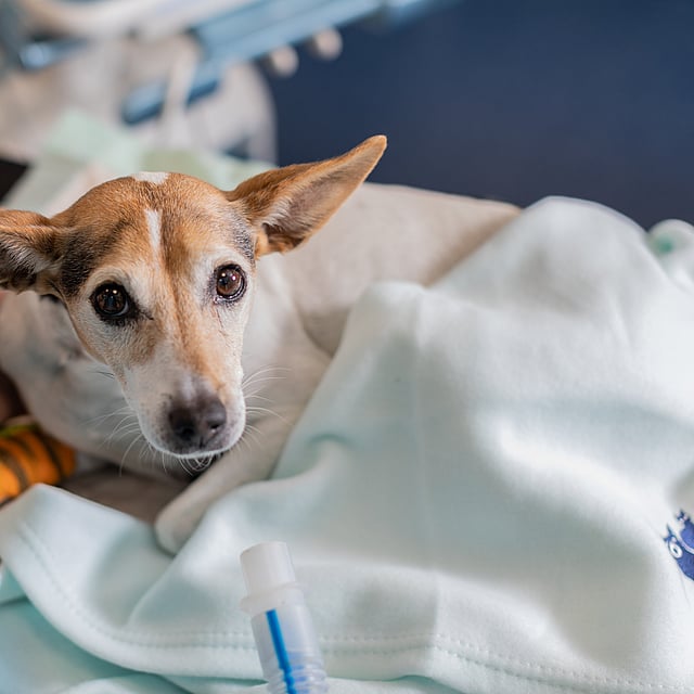 Un cane sdraiato su una coperta.
