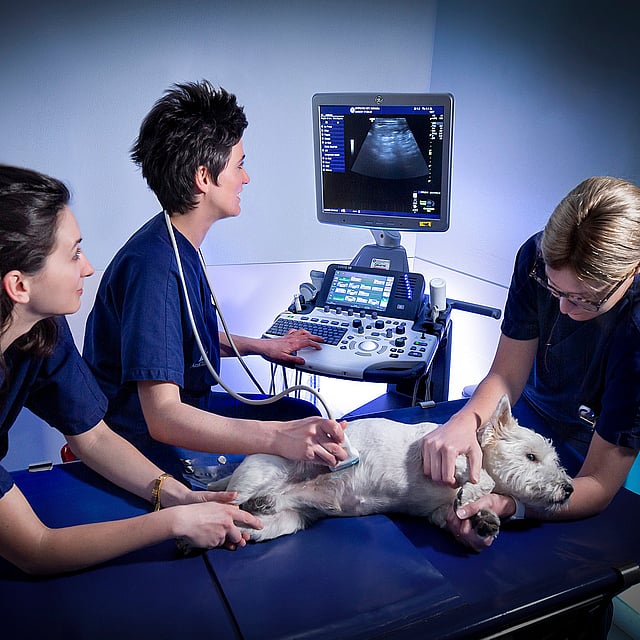 Un gruppo di donne che esaminano un cane.