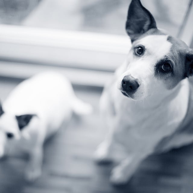 Due cani che guardano la macchina fotografica.