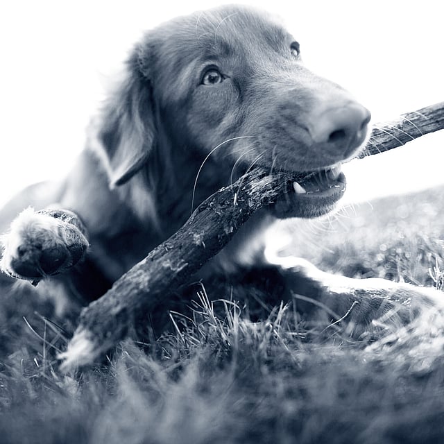Un cane che tiene un bastone in bocca.