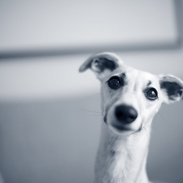 Un cane che guarda la telecamera.