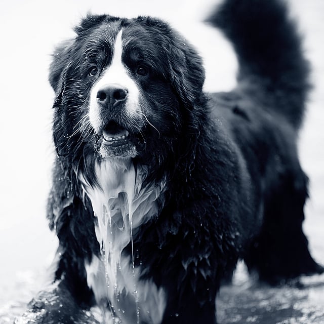 Un cane in piedi nell'acqua.