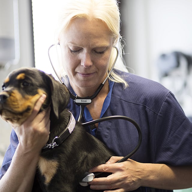 Una persona che indossa uno stetoscopio che tiene un cane.