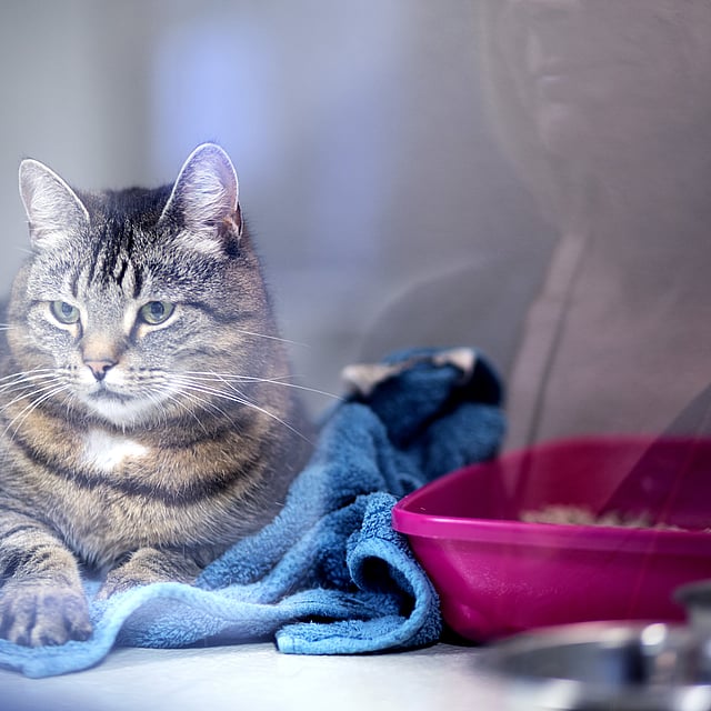 Un gatto seduto su un asciugamano blu.