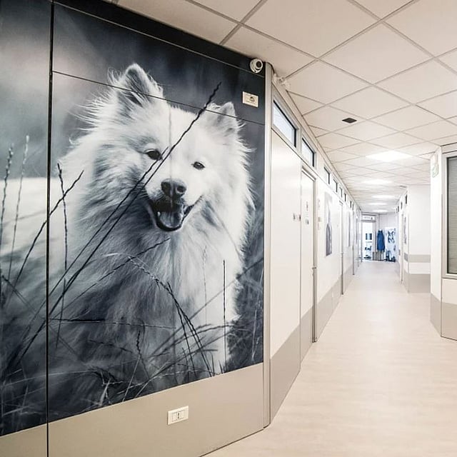Un corridoio con l'immagine di un cane sul muro.