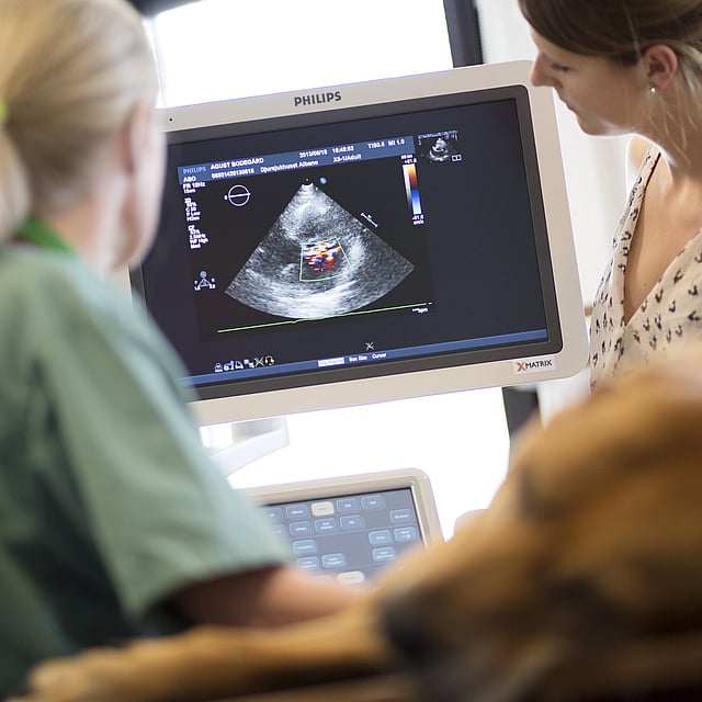 Una persona che guarda un cane sullo schermo di un computer.