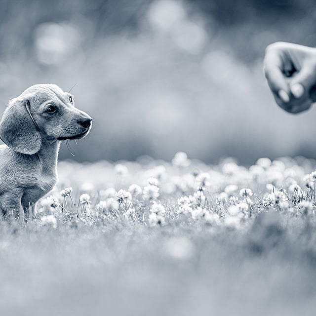 Un cane seduto in un campo di fiori.