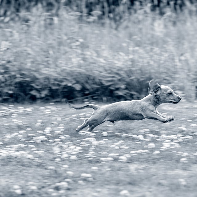Un cane che corre in un campo.