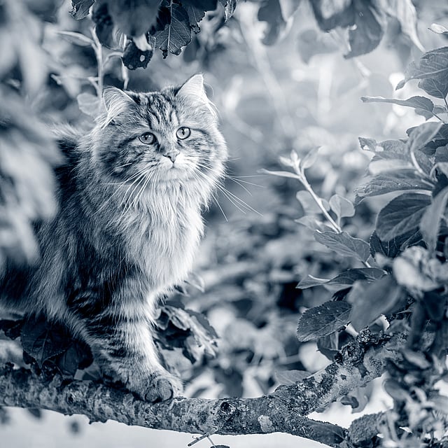 Un gatto seduto su un ramo di un albero.