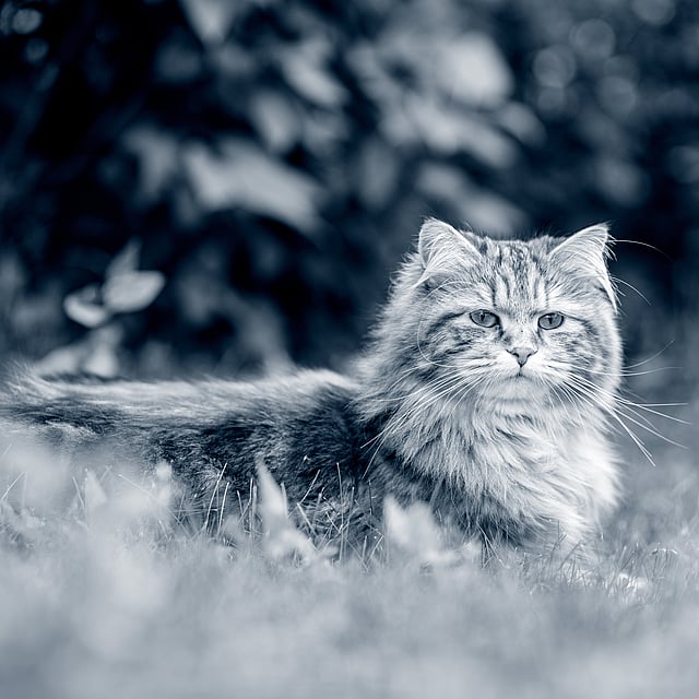 Un gatto sdraiato nell'erba.