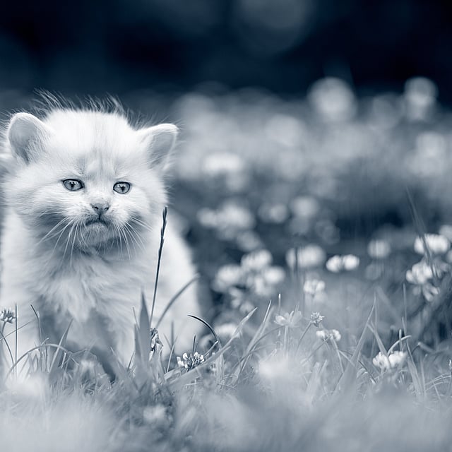 Un gattino in un campo di fiori.