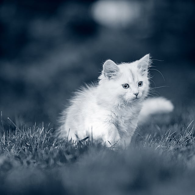 Un gattino bianco che corre nell'erba.