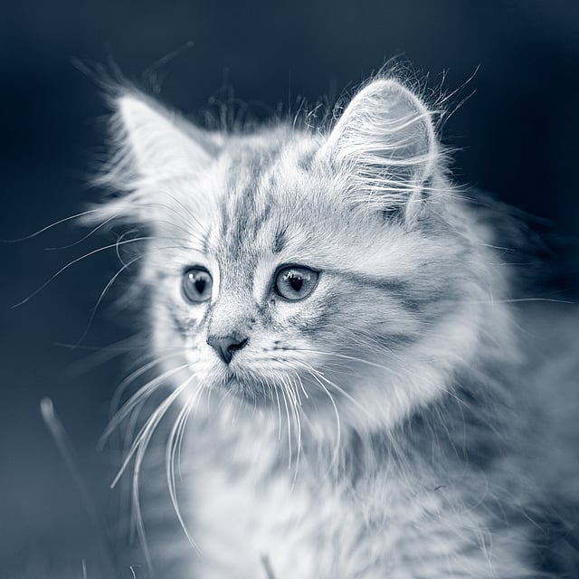 Un gatto che guarda la telecamera.