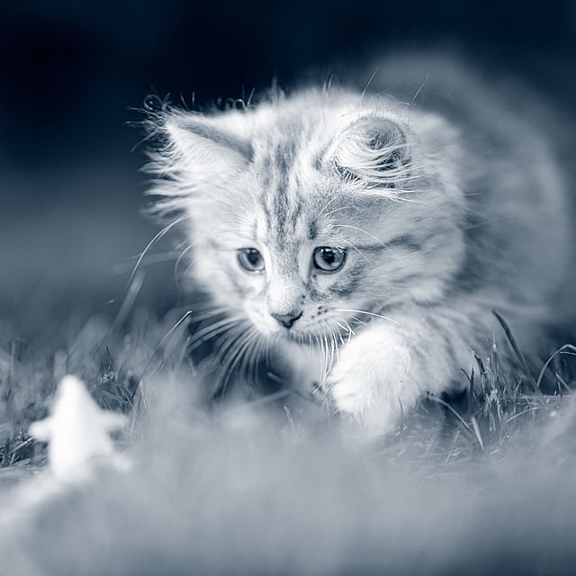 Un gatto nell'erba.