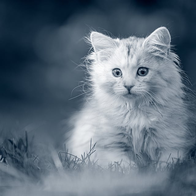 Un gatto seduto nell'erba.