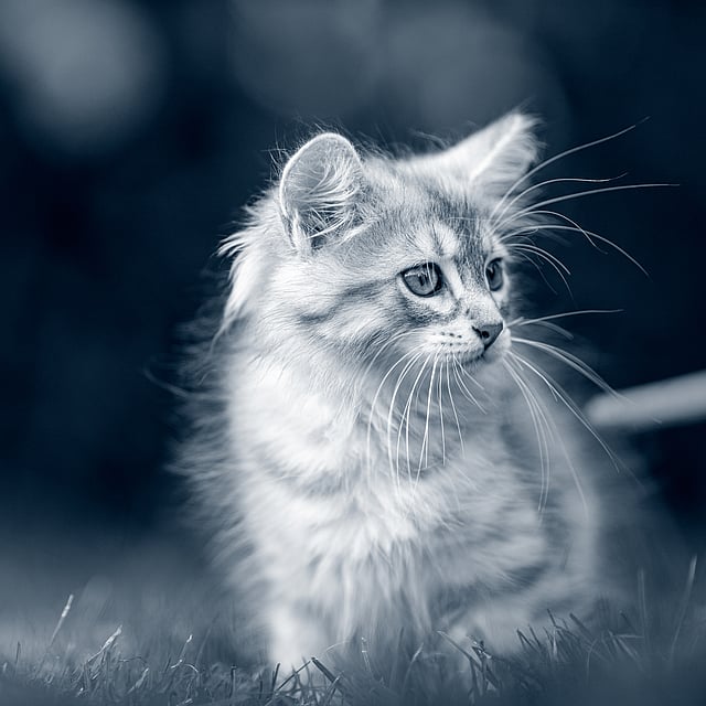 Un gatto seduto nell'erba.