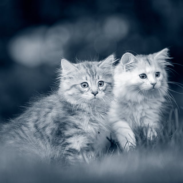 Due gatti nell'erba.