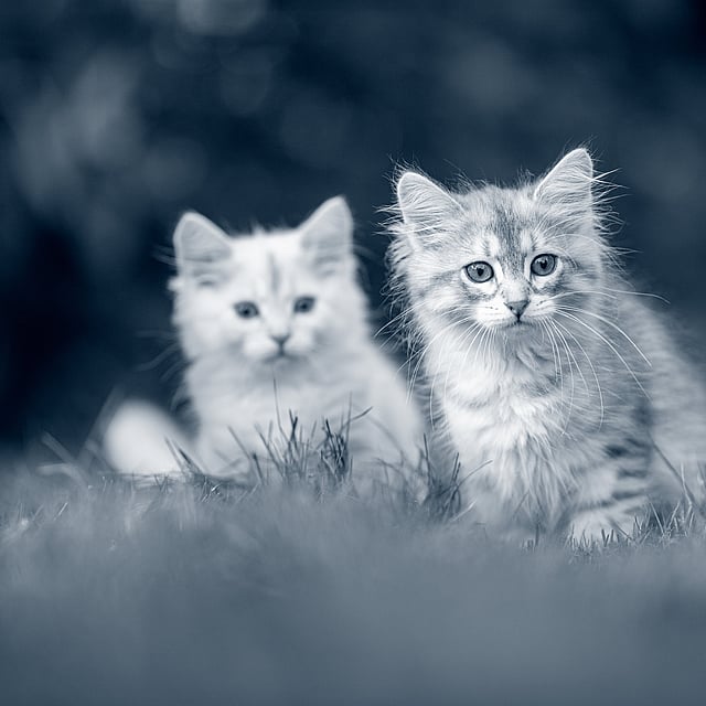 Due gatti nell'erba.