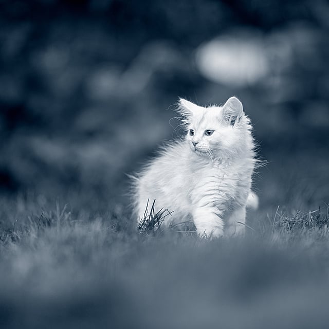 Un gatto bianco che corre nell'erba.