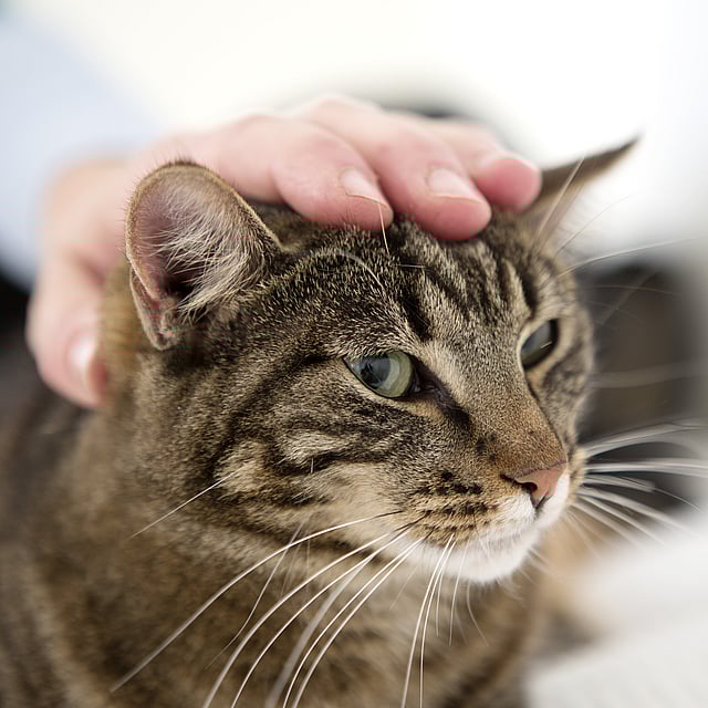 Una mano su un gatto.