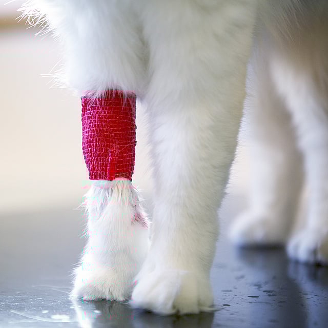 Un gatto con una benda sulla zampa.