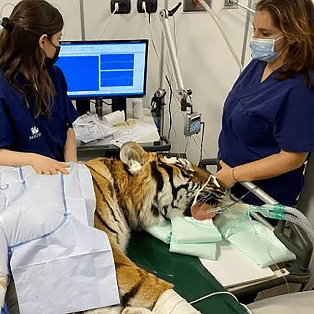 Una tigre sdraiata su un tavolo con una persona nella parte posteriore.