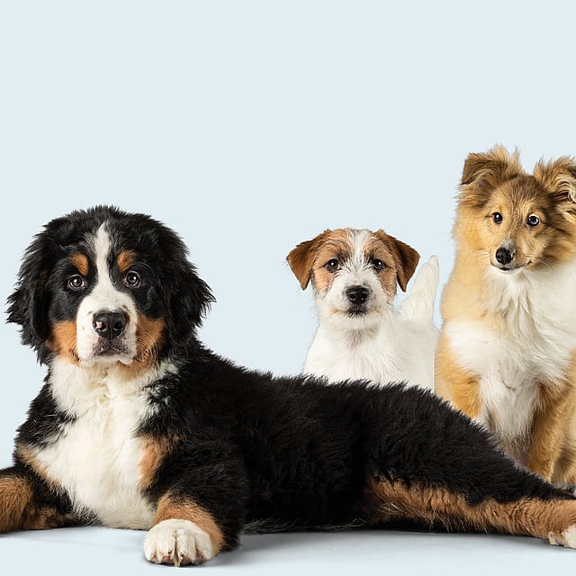 Un gruppo di cani seduti insieme.