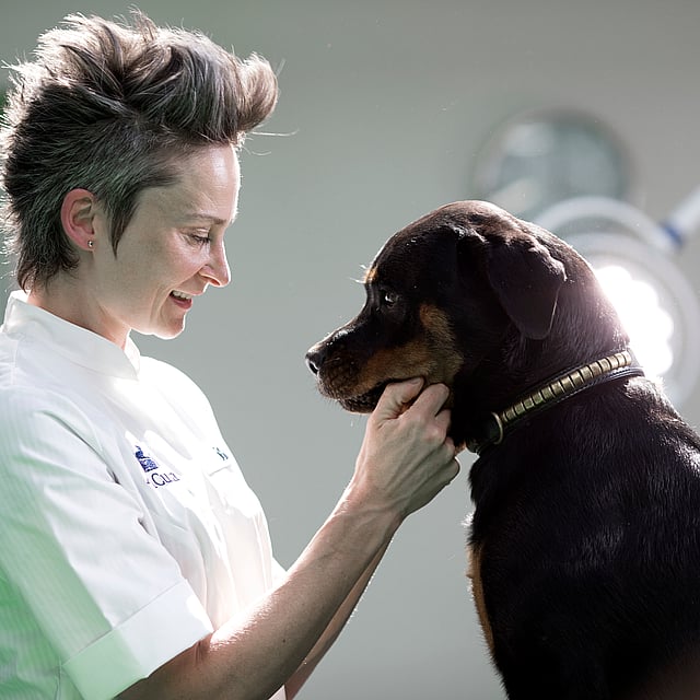 Una persona che accarezza un cane.