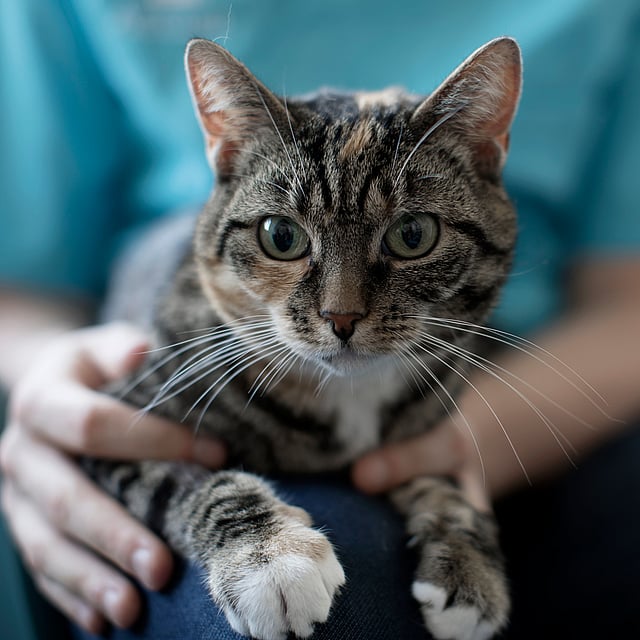 Un gatto seduto sulle ginocchia di una persona.