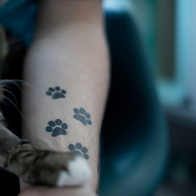 Un gatto con impronte di zampe sul braccio di una persona.