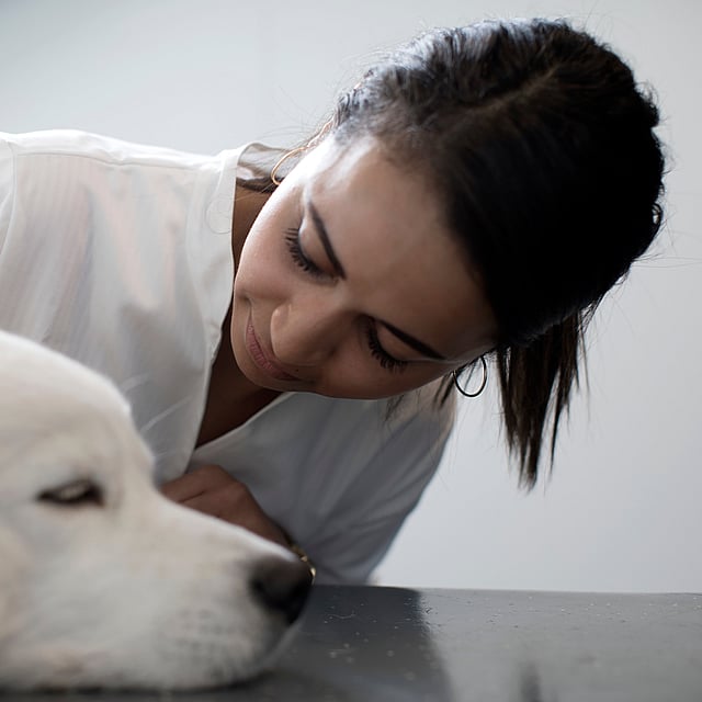 Una persona che accarezza un cane.
