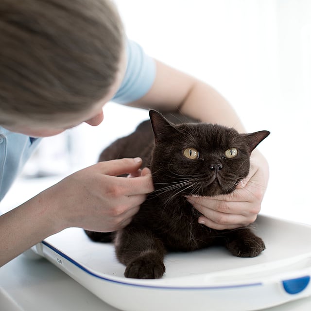 Una persona che accarezza un gatto.
