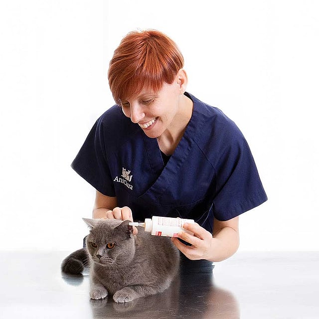 Una persona in camice blu che mette una bottiglia nell'orecchio di un gatto.