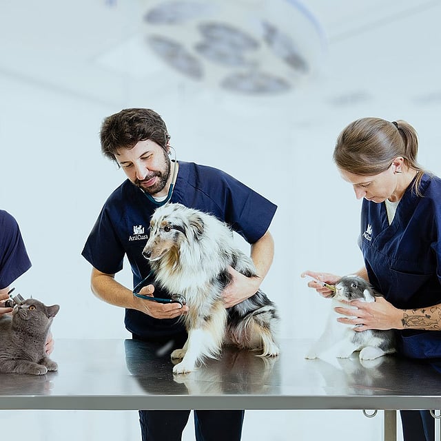 Un gruppo di medici veterinari e un cane.