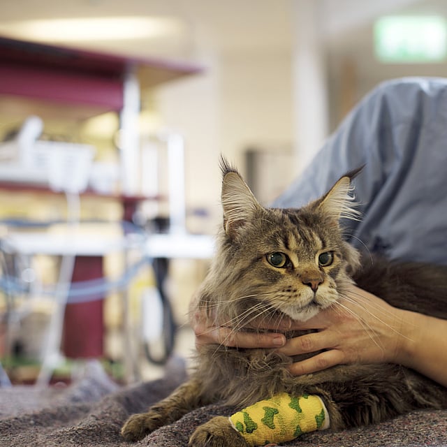 Una persona che accarezza un gatto.