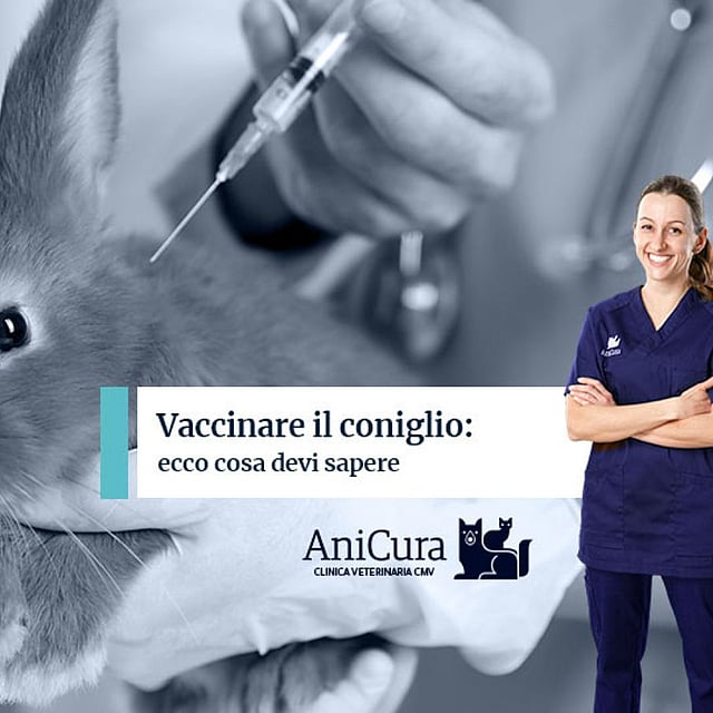 Un coniglio che viene vaccinato da un'infermiera.