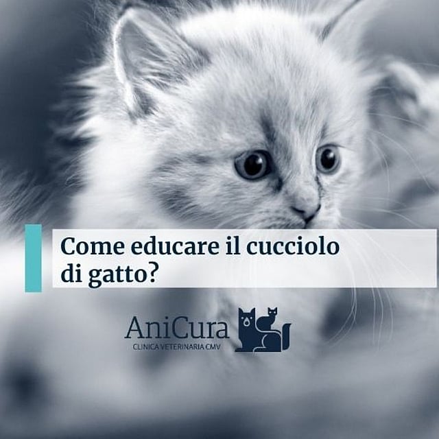Un gatto che guarda la telecamera.
