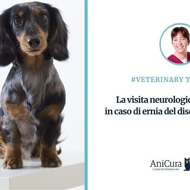 Un cane in piedi su una superficie bianca.