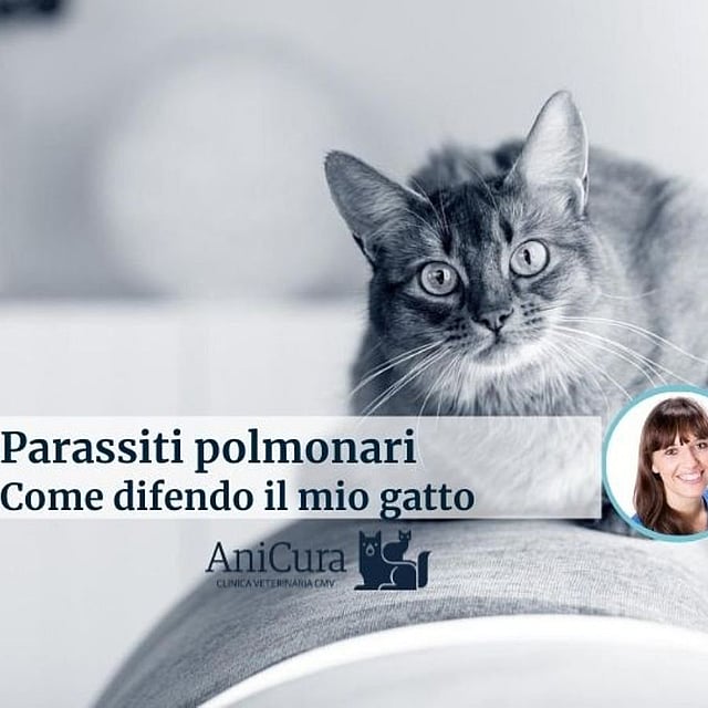Un gatto che guarda la telecamera.
