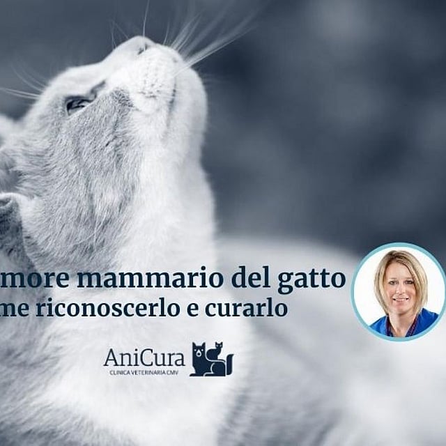 Un gatto che guarda di lato.