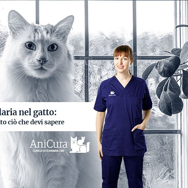 Una persona in camice blu in piedi davanti a un gatto.