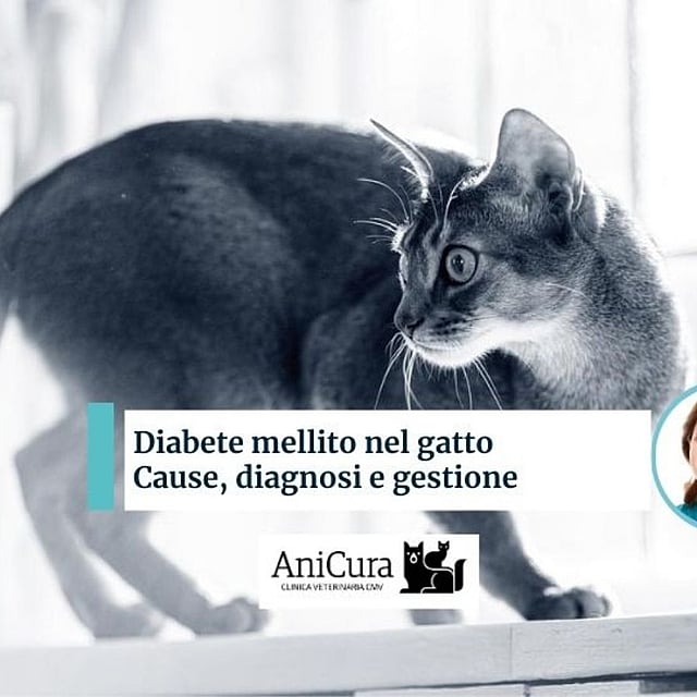 Un gatto che guarda la telecamera.