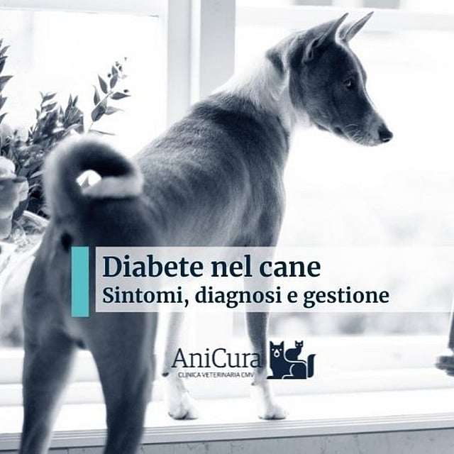 Un cane che guarda un rubinetto.